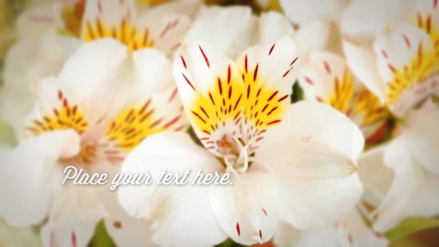 Photographs and Memories Bloom - Download Videohive 4974510