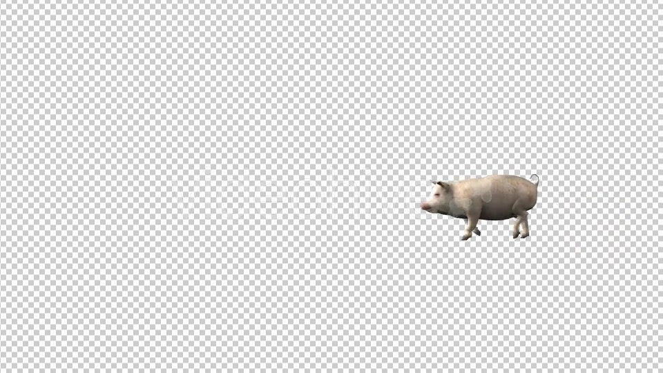 Pig Fast Walk - Download Videohive 19613716