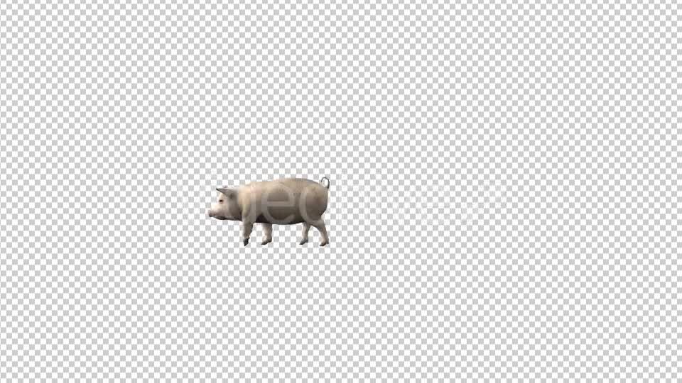 Pig Fast Walk - Download Videohive 19613716