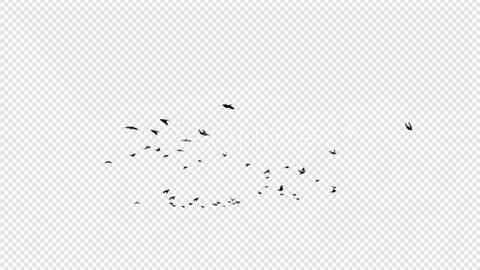 Pigeon Silhouettes - Download Videohive 20021914