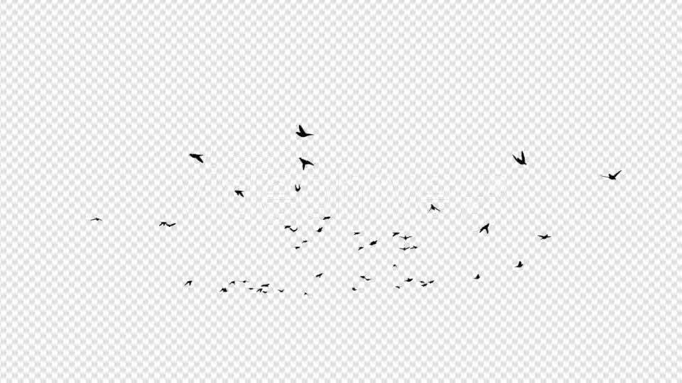 Pigeon Silhouettes - Download Videohive 20021914