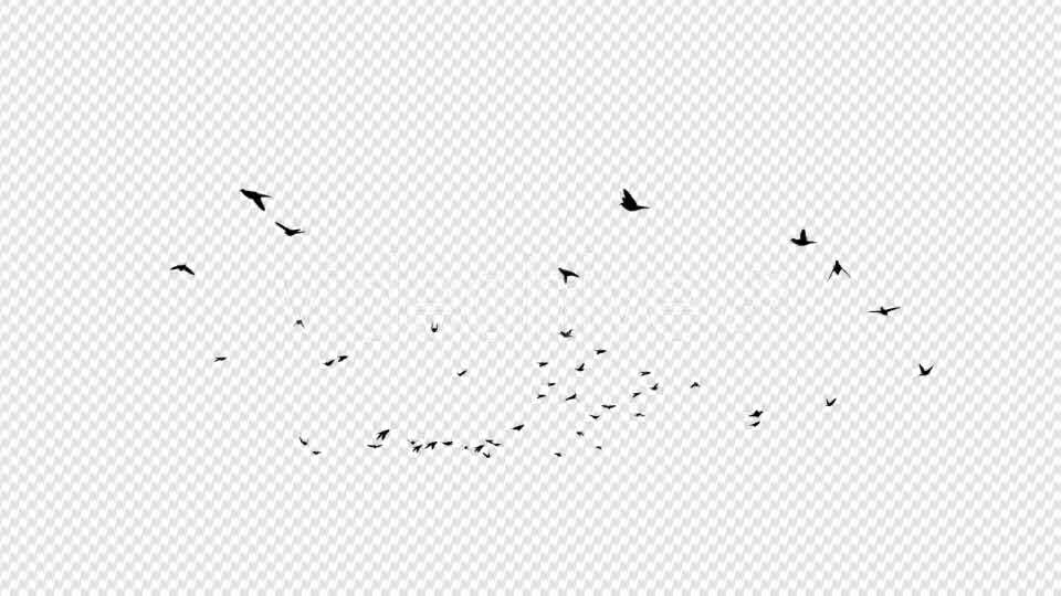 Pigeon Silhouettes - Download Videohive 20021914