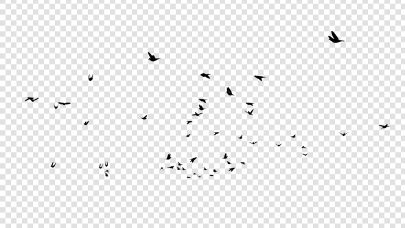 Pigeon Silhouettes - Download Videohive 20021914