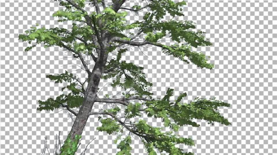 Plitvice Maple Tree Cut of Chroma Key Tree on - Download Videohive 13509260