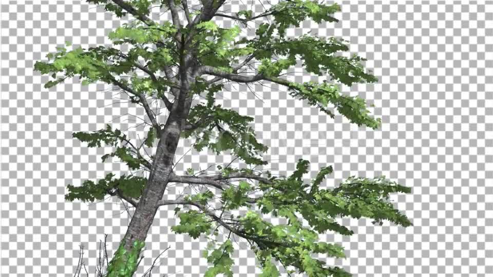 Plitvice Maple Tree Cut of Chroma Key Tree on - Download Videohive 13509260