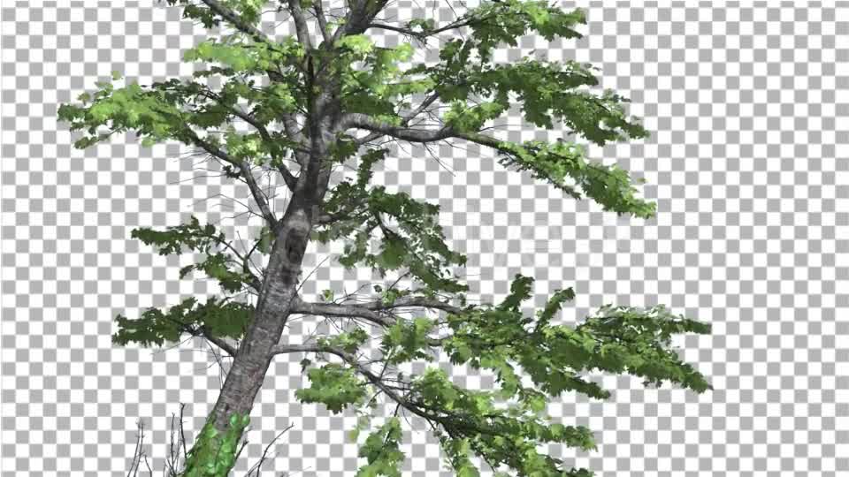 Plitvice Maple Tree Cut of Chroma Key Tree on - Download Videohive 13509260