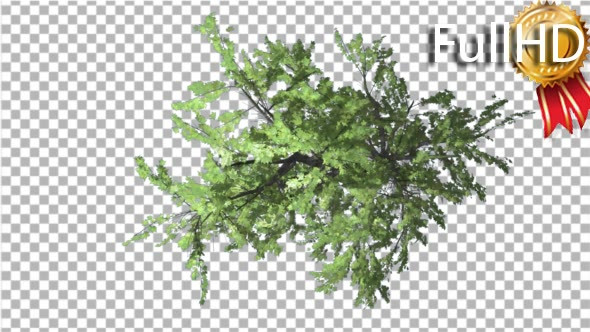 Plitvice Maple Tree Swaying at the Wind Crown Top - Download Videohive 16950405