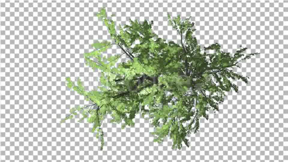 Plitvice Maple Tree Swaying at the Wind - Download Videohive 13528742