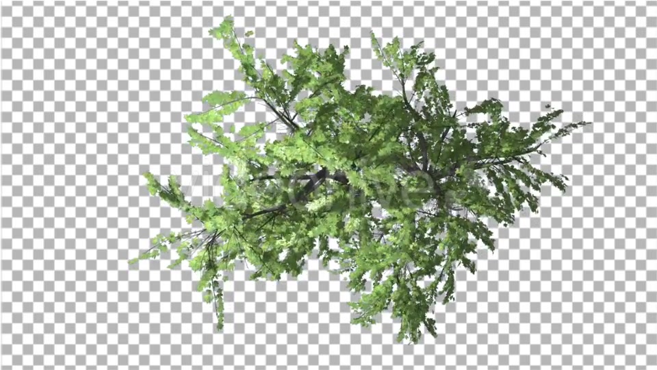 Plitvice Maple Tree Swaying at the Wind - Download Videohive 13528742