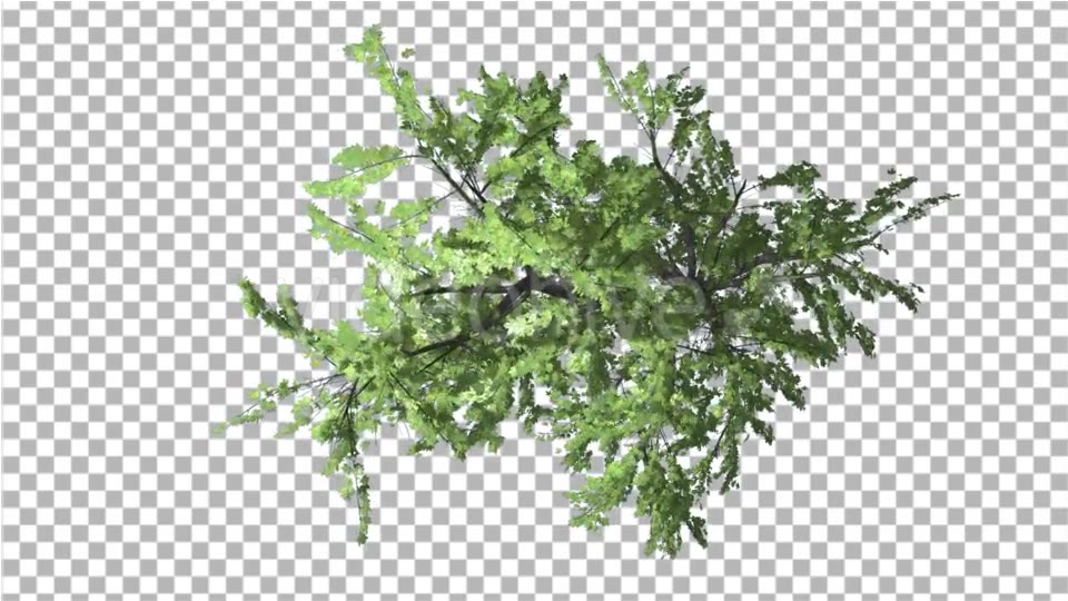 Plitvice Maple Tree Swaying at the Wind - Download Videohive 13528742