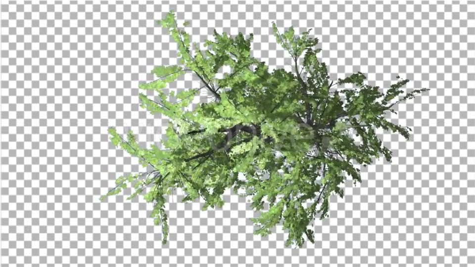 Plitvice Maple Tree Swaying at the Wind - Download Videohive 13528742