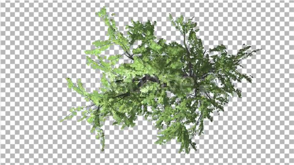 Plitvice Maple Tree Swaying at the Wind - Download Videohive 13528742