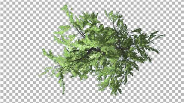 Plitvice Maple Tree Swaying at the Wind - Download Videohive 13528742