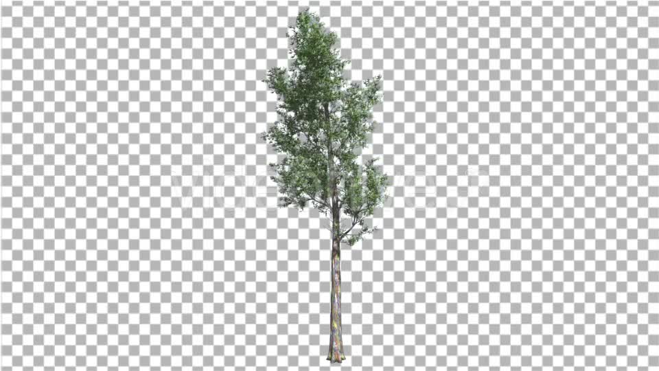 Rainbow Gum Tree Thin Tree is Swaying at the Wind - Download Videohive 13511362