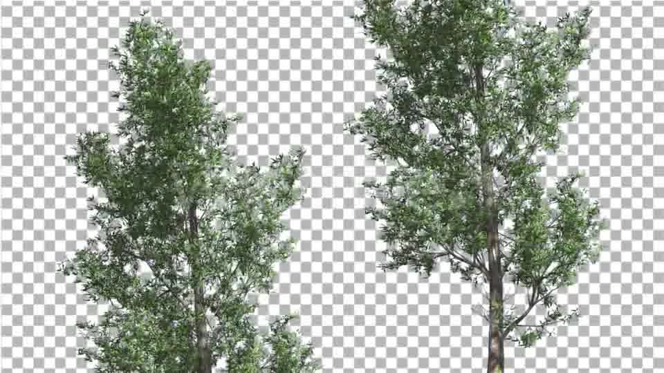 Rainbow Gum Two Thin Trees Cut of Chroma Key Tree - Download Videohive 13506679