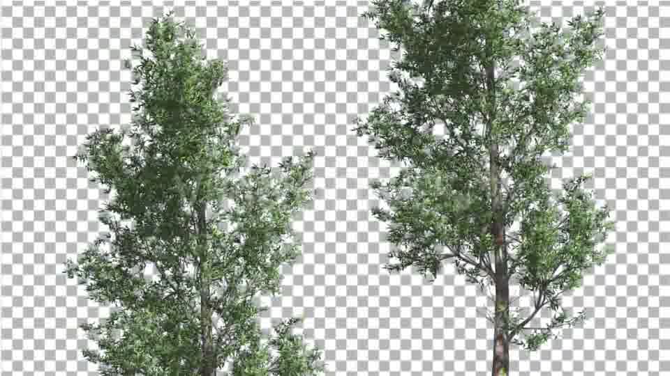 Rainbow Gum Two Thin Trees Cut of Chroma Key Tree - Download Videohive 13506679