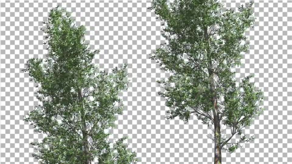 Rainbow Gum Two Thin Trees Cut of Chroma Key Tree - Download Videohive 13506679