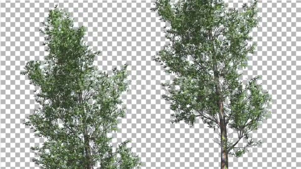 Rainbow Gum Two Thin Trees Cut of Chroma Key Tree - Download Videohive 13506679