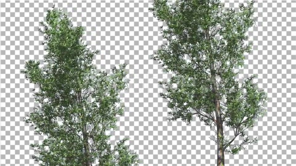 Rainbow Gum Two Thin Trees Cut of Chroma Key Tree - Download Videohive 13506679