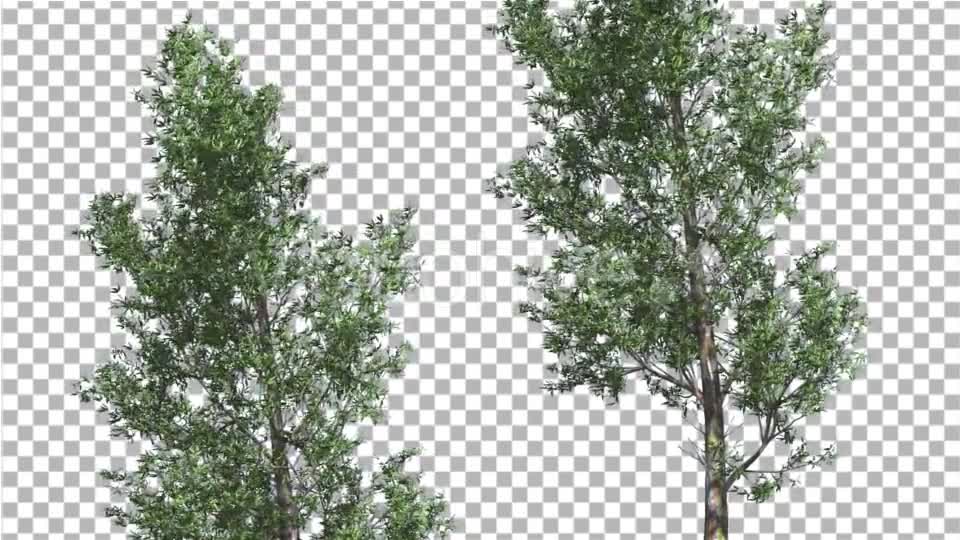 Rainbow Gum Two Thin Trees Cut of Chroma Key Tree - Download Videohive 13506679