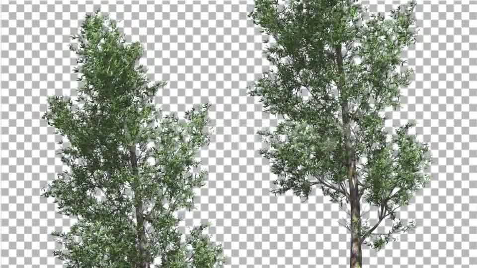 Rainbow Gum Two Thin Trees Cut of Chroma Key Tree - Download Videohive 13506679