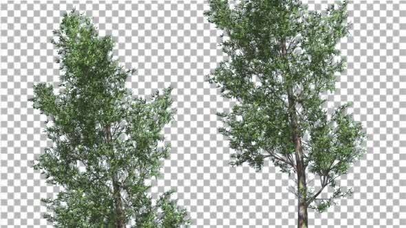 Rainbow Gum Two Thin Trees Cut of Chroma Key Tree - Download Videohive 13506679