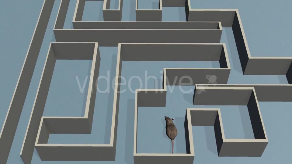 Rat and Labyrinthe - Download Videohive 19567288