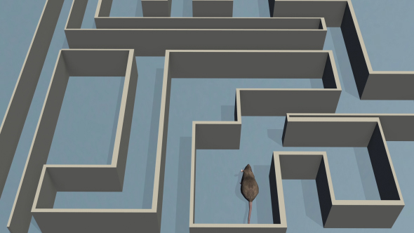 Rat and Labyrinthe - Download Videohive 19567288