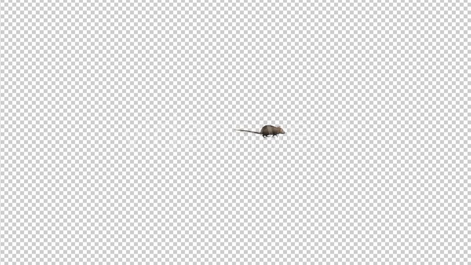 Rat Walking - Download Videohive 19305352