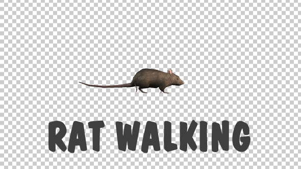 Rat Walking - Download Videohive 19305352
