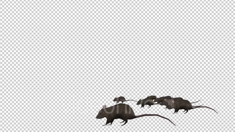 Rats Running - Download Videohive 20033538