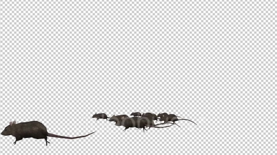 Rats Running - Download Videohive 20033538