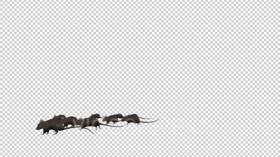 Rats Running - Download Videohive 20033538