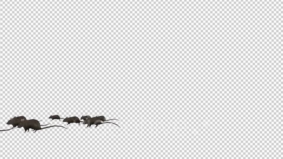 Rats Running - Download Videohive 20033538