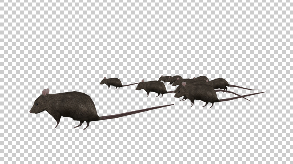 Rats Running - Download Videohive 20033538