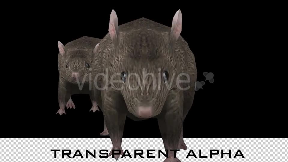 Rats Running - Download Videohive 20679579