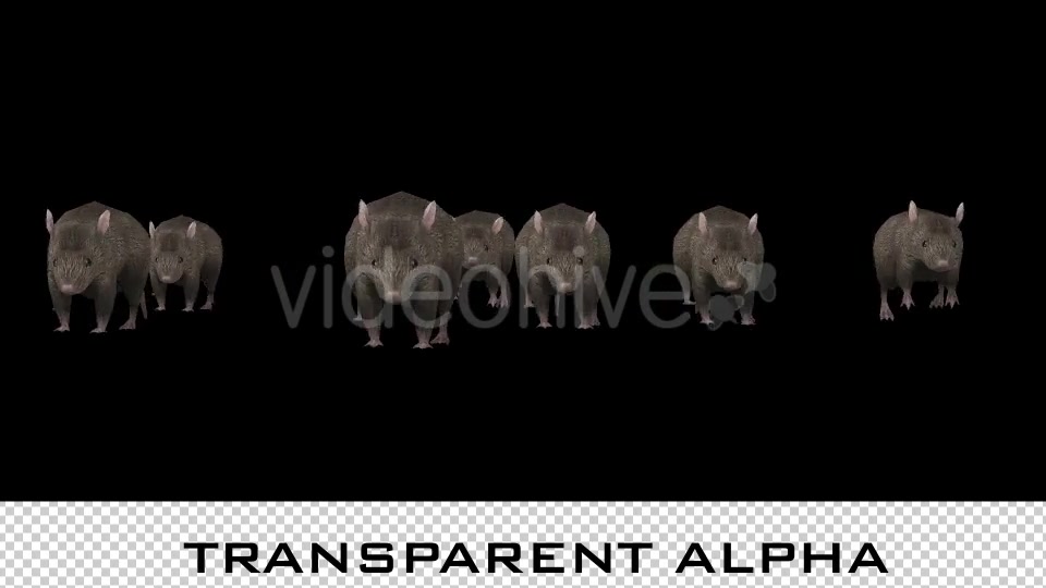 Rats Running - Download Videohive 20679579
