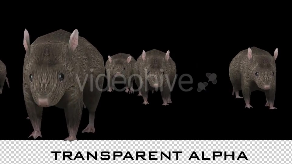 Rats Running - Download Videohive 20679579