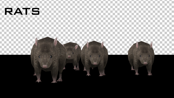 Rats Running - Download Videohive 20679579