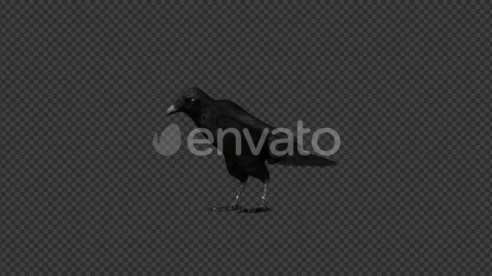 Raven - Download Videohive 21614845