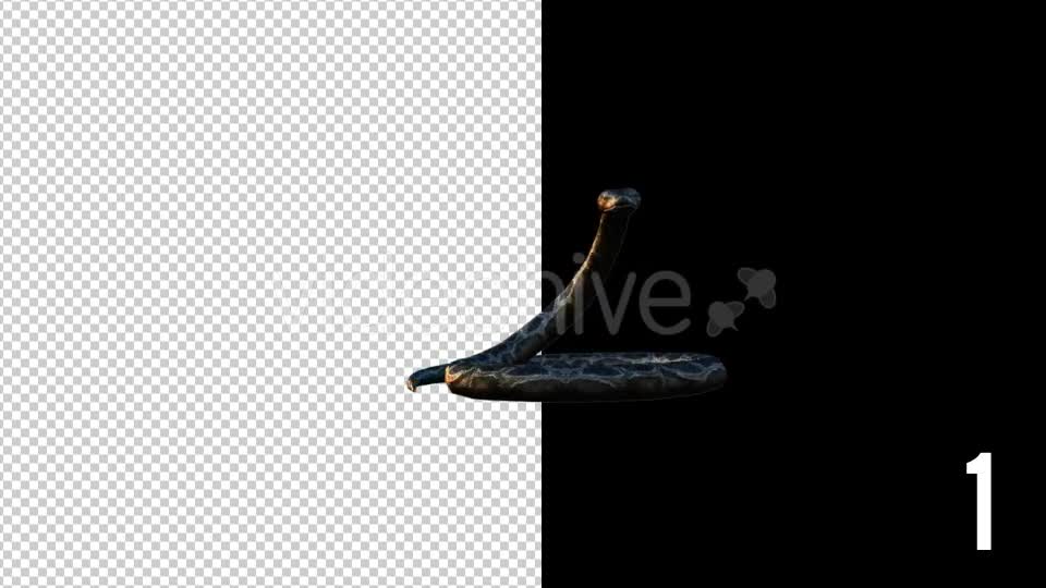 Realistic 3D Snake Animations Pack - Download Videohive 18294425