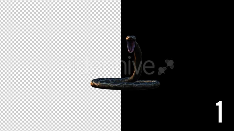 Realistic 3D Snake Animations Pack - Download Videohive 18294425