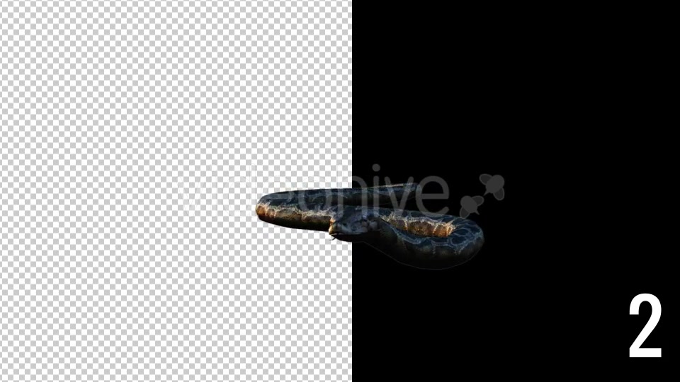 Realistic 3D Snake Animations Pack - Download Videohive 18294425
