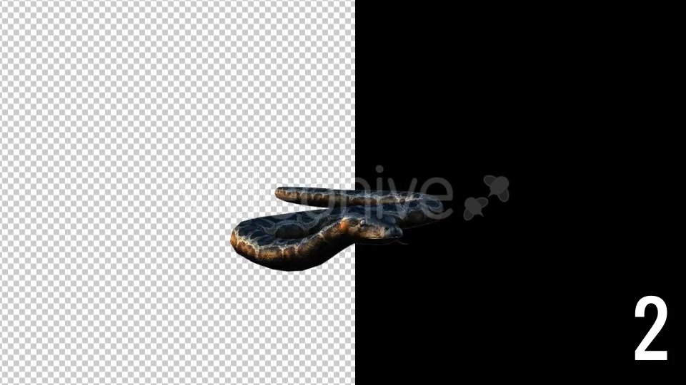 Realistic 3D Snake Animations Pack - Download Videohive 18294425