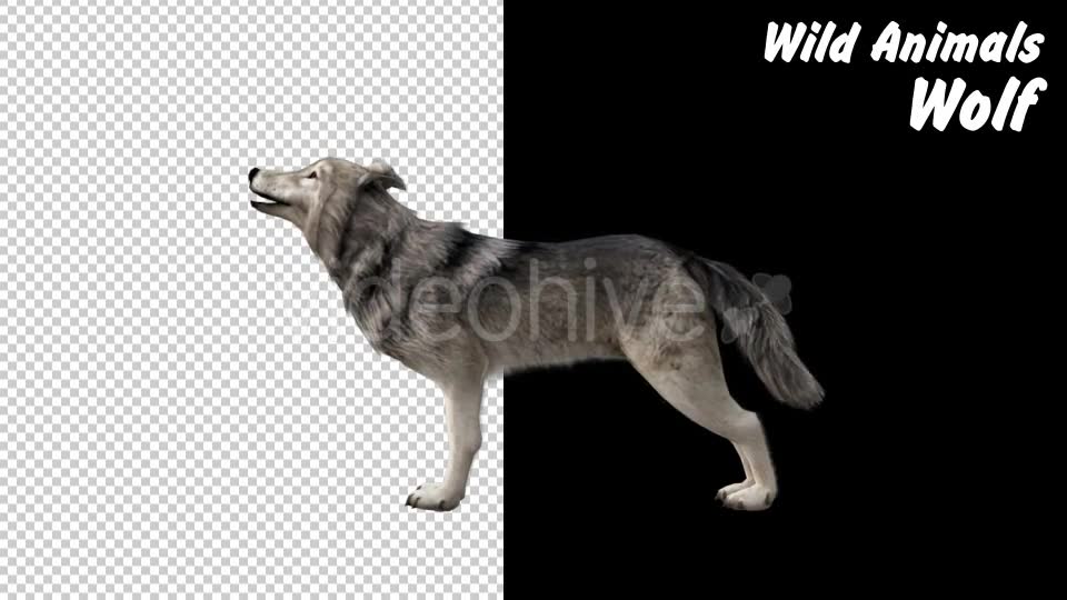 Realistic 3D Wolf Howling Animation - Download Videohive 18294239
