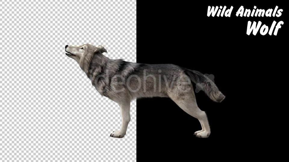 Realistic 3D Wolf Howling Animation - Download Videohive 18294239