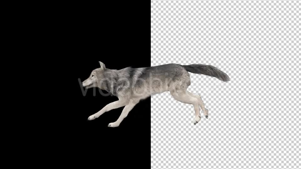 Realistic 3D Wolf Run Animation - Download Videohive 18413966