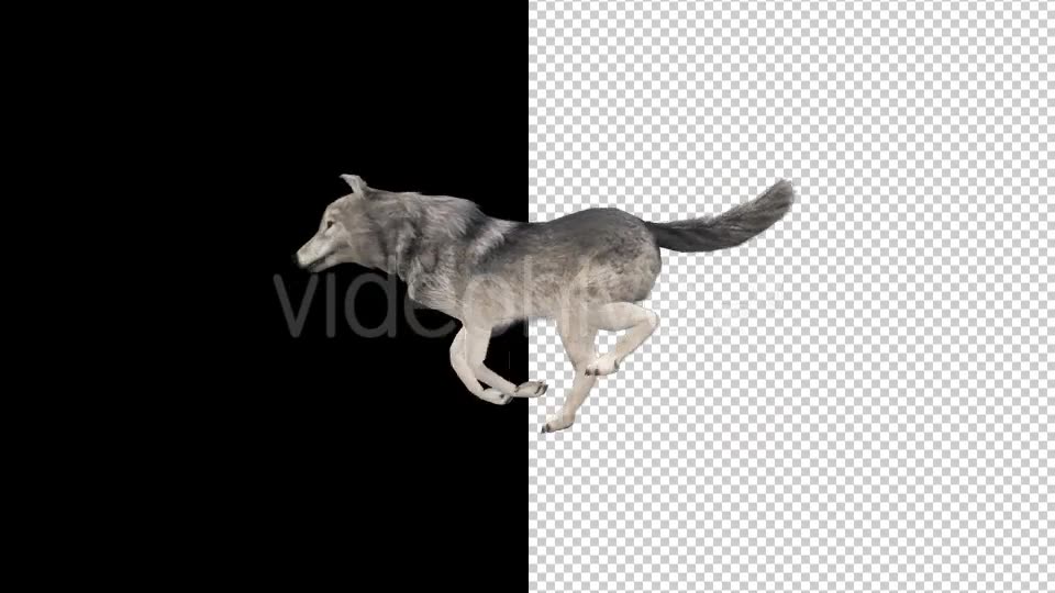 Realistic 3D Wolf Run Animation - Download Videohive 18413966