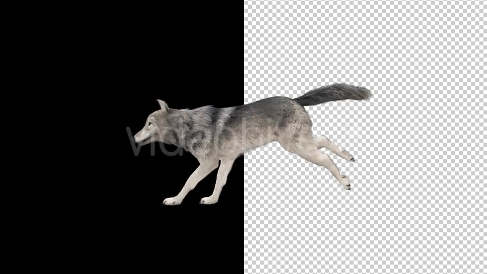 Realistic 3D Wolf Run Animation - Download Videohive 18413966