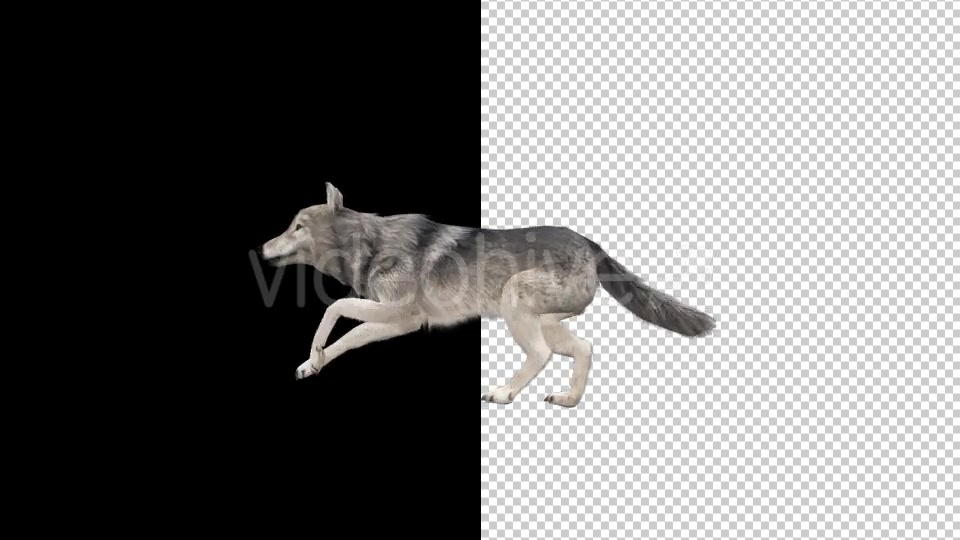 Realistic 3D Wolf Run Animation - Download Videohive 18413966